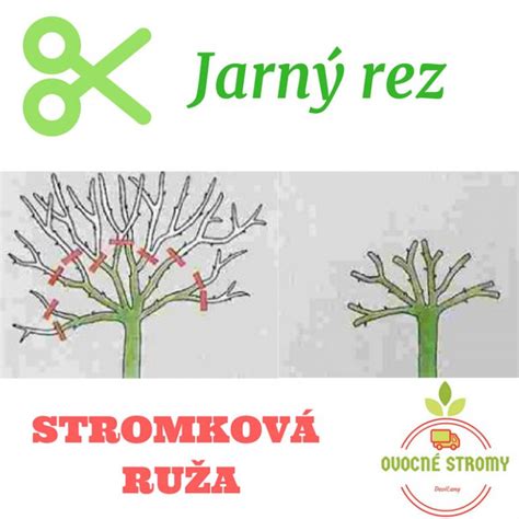 Ilustrácia zazimovania stromčekovej ruže