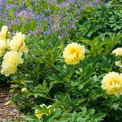 Pivonka Itoh Yellow Crown