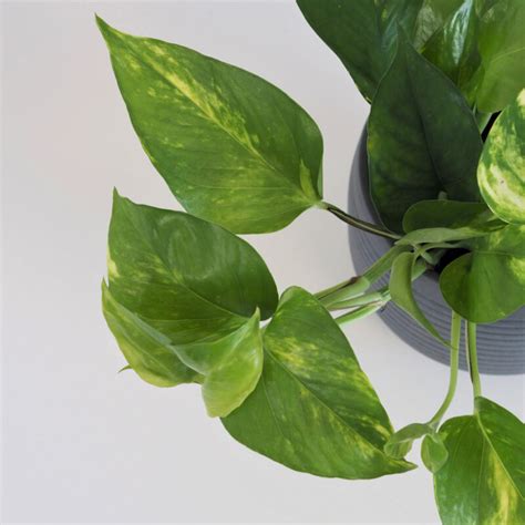 Izbová rastlina Golden Pothos