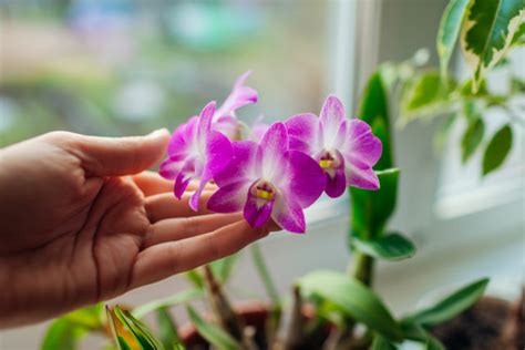 Ideálne podmienky pre pestovanie orchideí