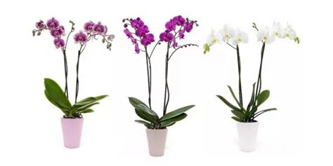 Diagram najčastejších chorôb orchideí
