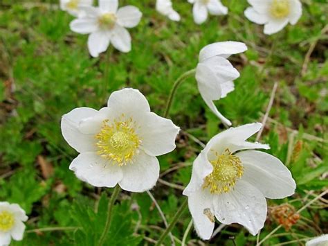 Veternica lesná s veľkými bielymi kvetmi