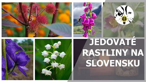 Upozornenie na jedovaté rastliny