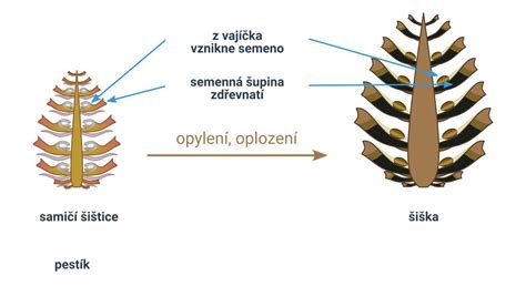 Štruktúra samičej a samčej šištice nahosemenných rastlín