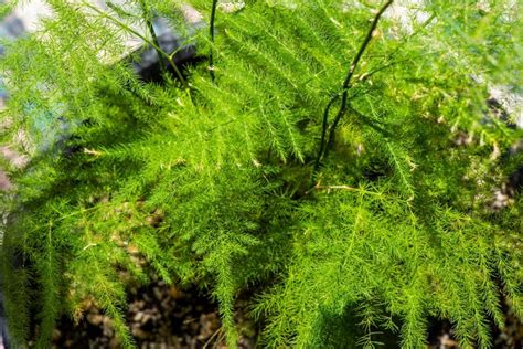 Problémy s listami asparagusu