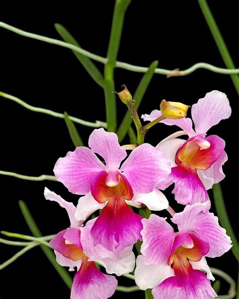 Orchidea Vanda Miss Joaquim - národný kvet Singapuru