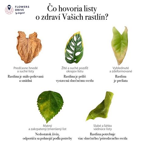 Infografika s tipmi na starostlivosť o tieňomilné rastliny.