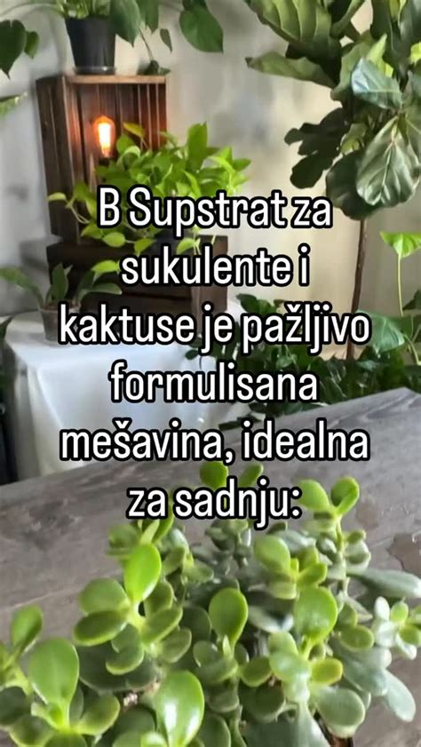 Rast kaktusu pri dostatku svetla