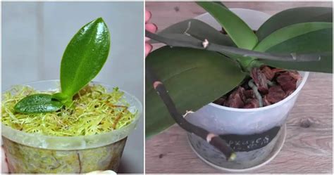 Metóda namáčania pri zálievke orchideí