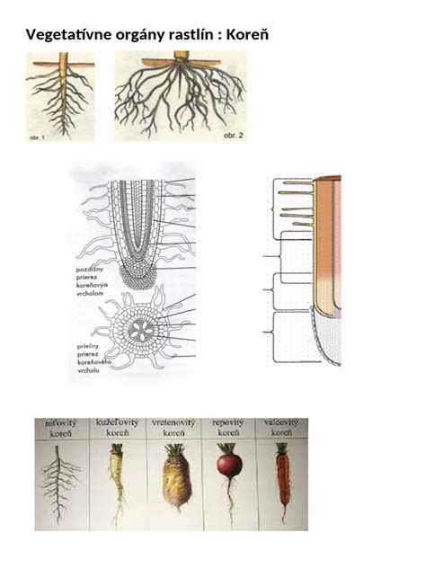 koreň rastliny Maca v prírodnom prostredí