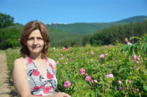 Fotografia rozsiahlych bulharských ružových plantáží
