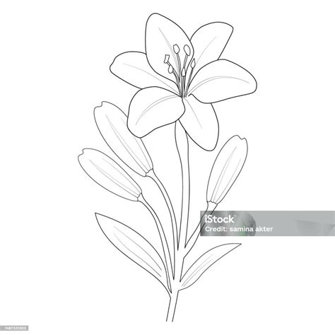 Botanická kresba ľalie