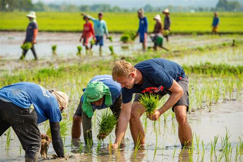 Japonské ryžové polia s tradičným farmárom