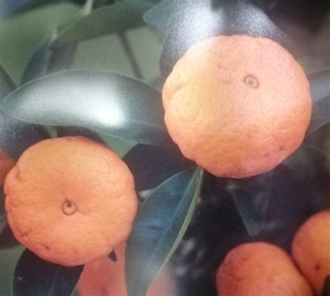 hnojenie citrusov