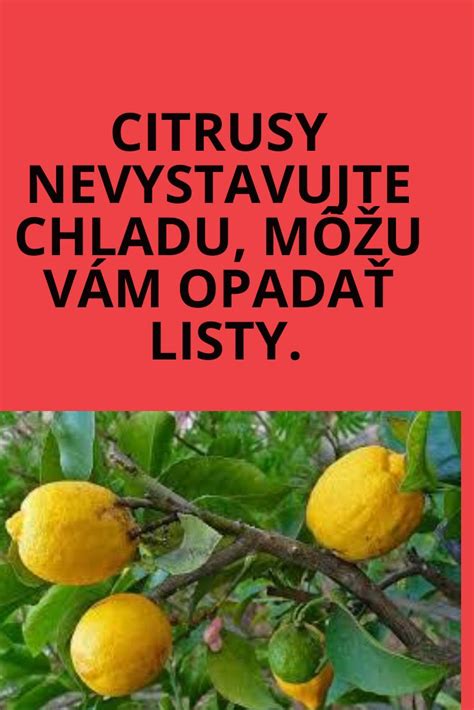 tabuľka starostlivosti o citrusy