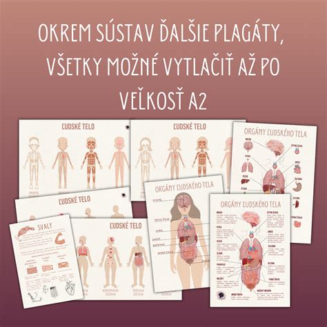 Grafické znázornenie účinkov medovky na ľudské telo