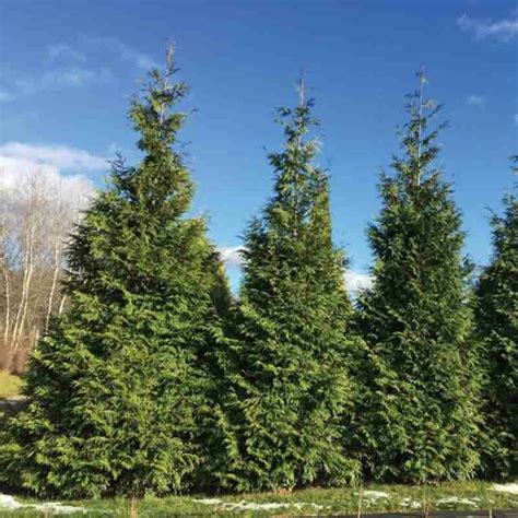 Thuja plicata (Tuja obrovská)