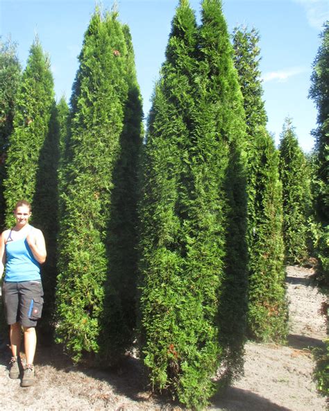 Thuja occidentalis 'Smaragd'