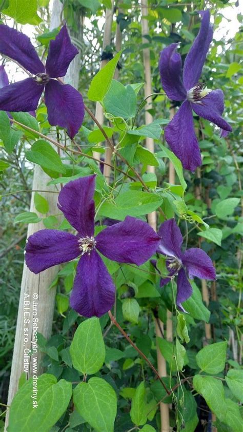Plamienok Jackmanii Purpurea
