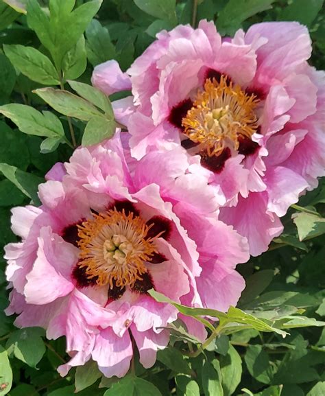 Mapa rozšírenia Paeonia rockii v Číne
