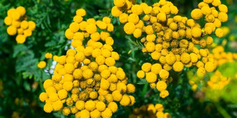 rastliny odpudzujúce komáre v záhrade