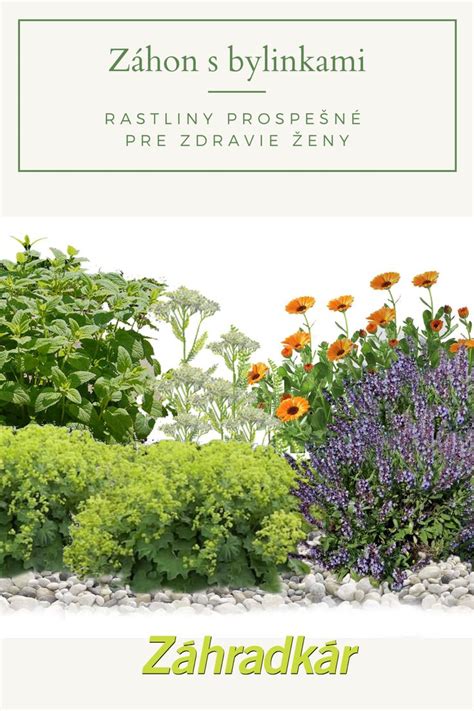 záhon s liečivými bylinkami