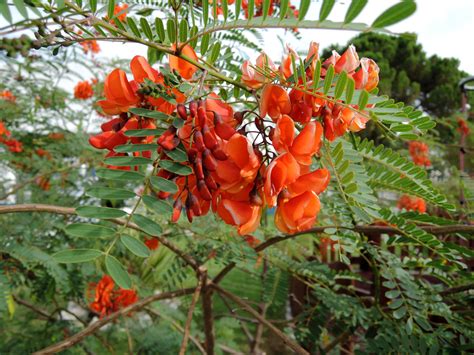 Sesbania punicea kvety