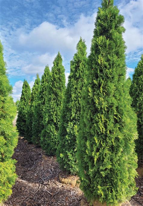Mapa rozšírenia Thuja occidentalis