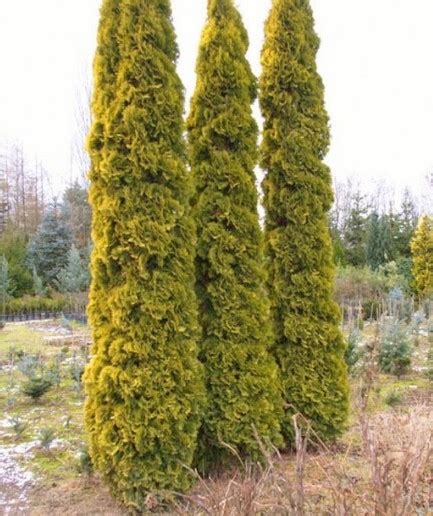 Porovnanie odrôd Thuja occidentalis 'Malonyana' Aurea a Holub