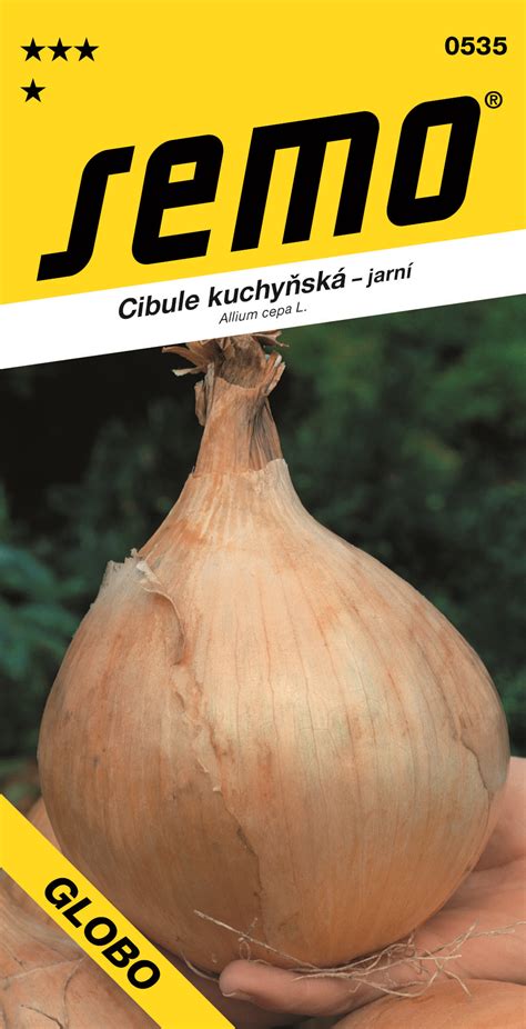 Cibuľa Globo: vzhľad a veľkosť