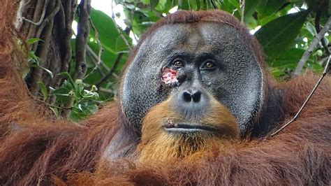 Orangutan v odlesnenom prostredí