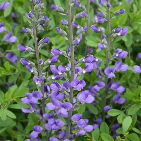 Baptisia s kvetmi a strukmi