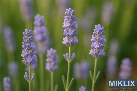 Detailný makro záber jarného kvetu v prírode