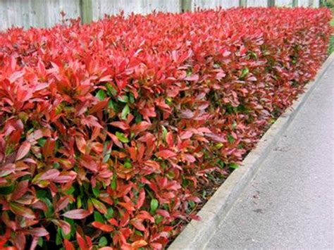 Červienka živý plot