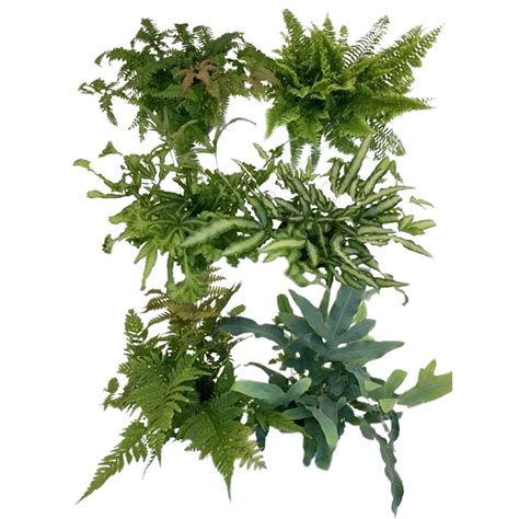 Rôzne druhy fotínie