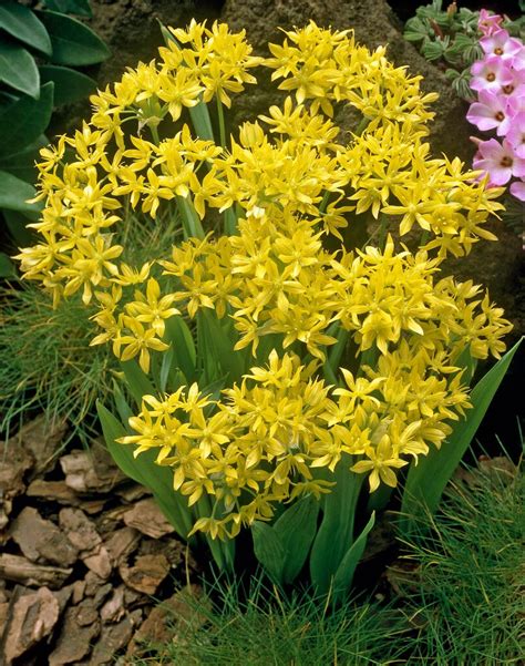 Schéma výsadby cibuliek Allium moly
