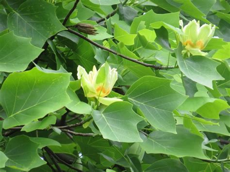 Kvitnúci Ľaliovník tulipánokvetý