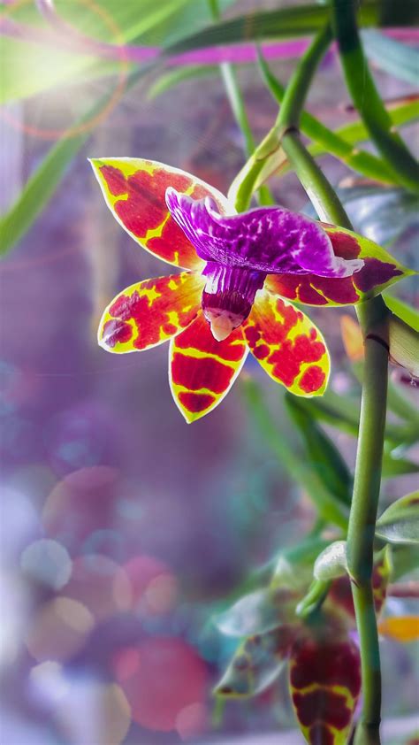 Fotografia: Odovzdávanie symbolického šeku od spoločnosti Samsung Orchidee