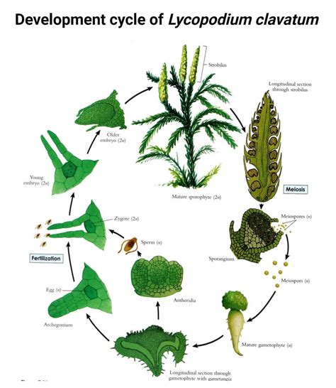 Mapa rozšírenia Lycopodium clavatum