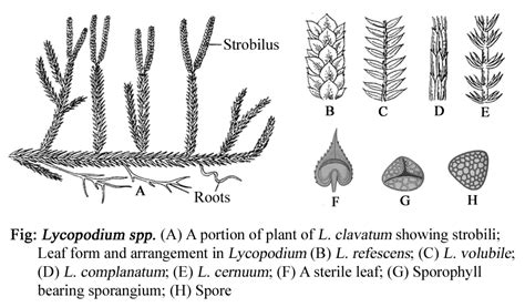 Strobilus Lycopodium clavatum s výtrusnicami
