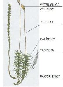 Prerez výtrusnice Lycopodium s výtrusmi
