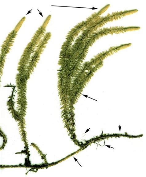 Schéma vývoja embrya Lycopodium