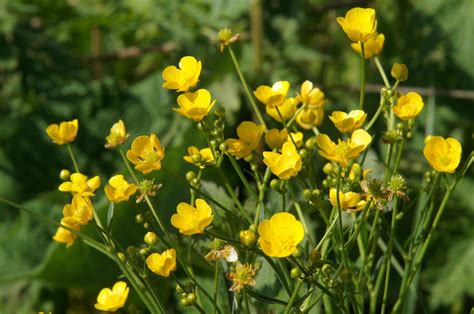 Iskerník prudký na lúke