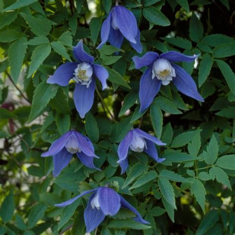 Plamienok alpínsky kvitnúci na skalách