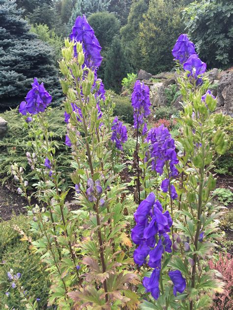 Prilbica modrá kvitnúca v tieni lesa