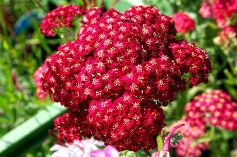 Strapce kvetov náprstníka