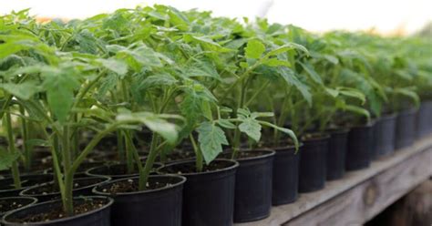 Sadeničky paradajok po vyklíčení