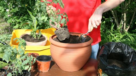 Ideálne stanovište pre paradajky