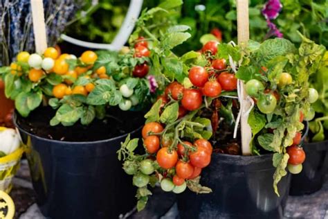 Pestovanie paradajok na balkóne