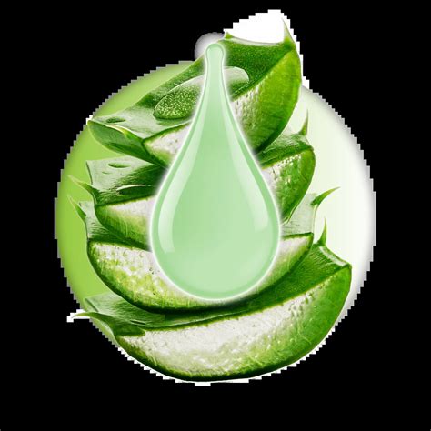 Infografika zloženia gélu z listov Aloe vera